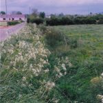 The Flax Dam
