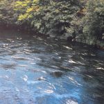 The Moyola at Castledawson